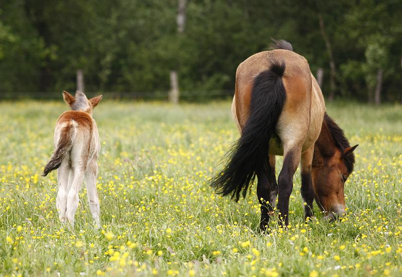 Gina von Heidmoor (15).jpg